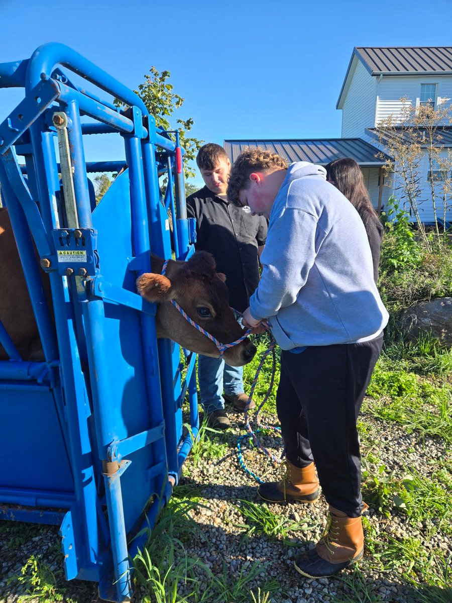 PickawayRossCTC's tweet photo. 8 chicks have hatched after 21 days of anticipation! 🐣 Animal Science students are caring for them &amp; will track their growth &amp; genetics. They also practiced safe handling &amp; cattle chute skills, while Environmental Science students worked with hydroponics &amp; built a rain barrel. https://t.co/c266GubLqa