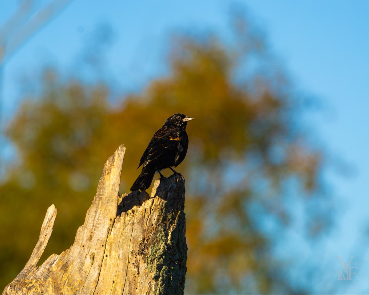 Michael_USMC's tweet photo. Birding

Black birds 

First light

#birds 
#valforgestudios 
#BirdsSeenIn2026 https://t.co/b8sR4m01wZ
