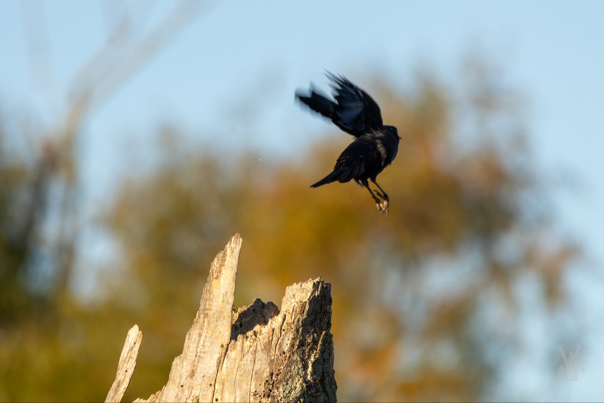 Michael_USMC's tweet photo. Birding

Black birds 

First light

#birds 
#valforgestudios 
#BirdsSeenIn2026 https://t.co/b8sR4m01wZ