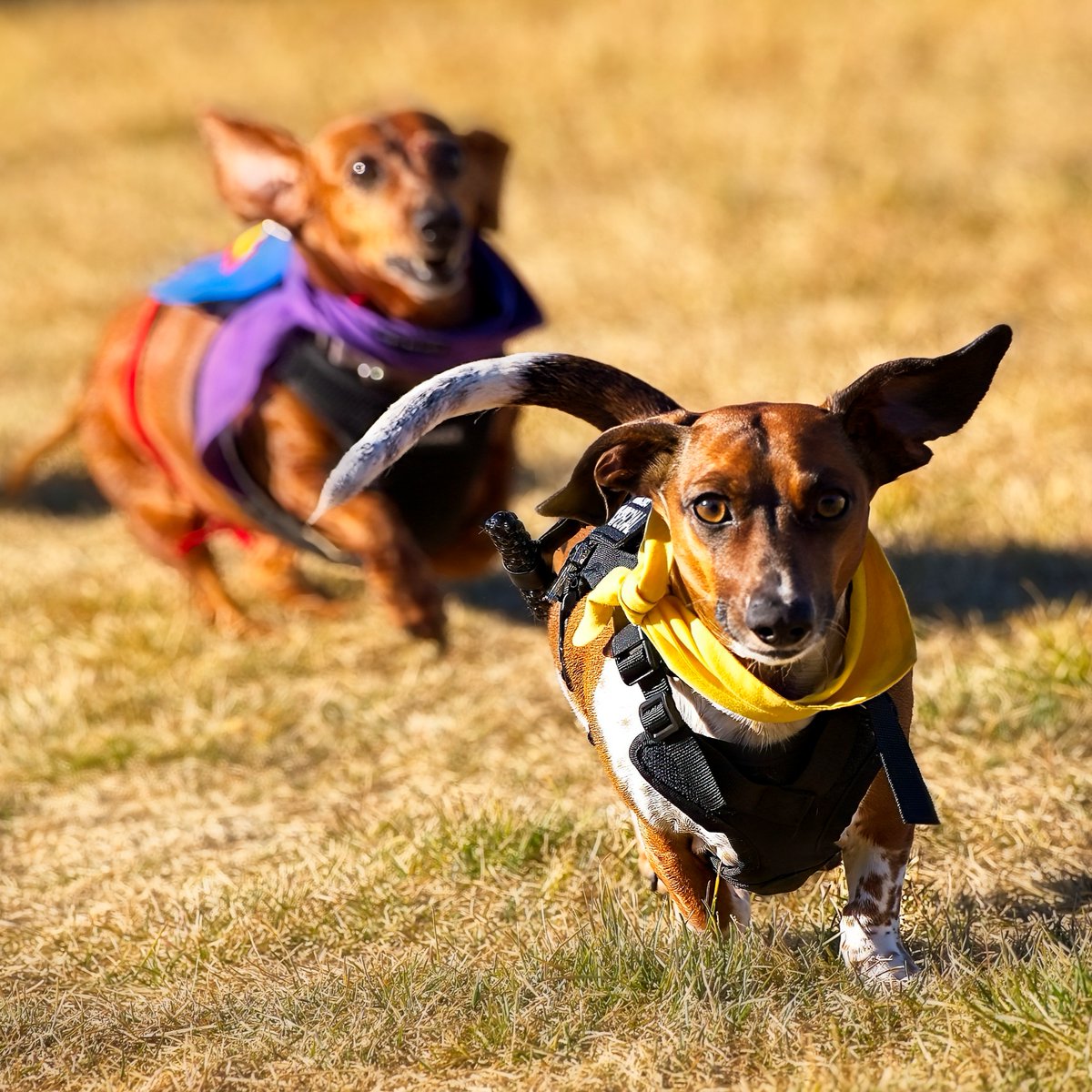 EdmontonHumane's tweet photo. On your mark, get set, RACE 🏁

Our Howl-O-Weenie Races, organized by @ABdachrescue, are back at our Howl-O-Ween event on Oct. 25 — &amp; registration is now open! 🎃  

Complete advanced registration before Oct. 22 or register in person day-of. 

Learn more: https://t.co/9zU3k1uzj9 https://t.co/EhINgkU1d1