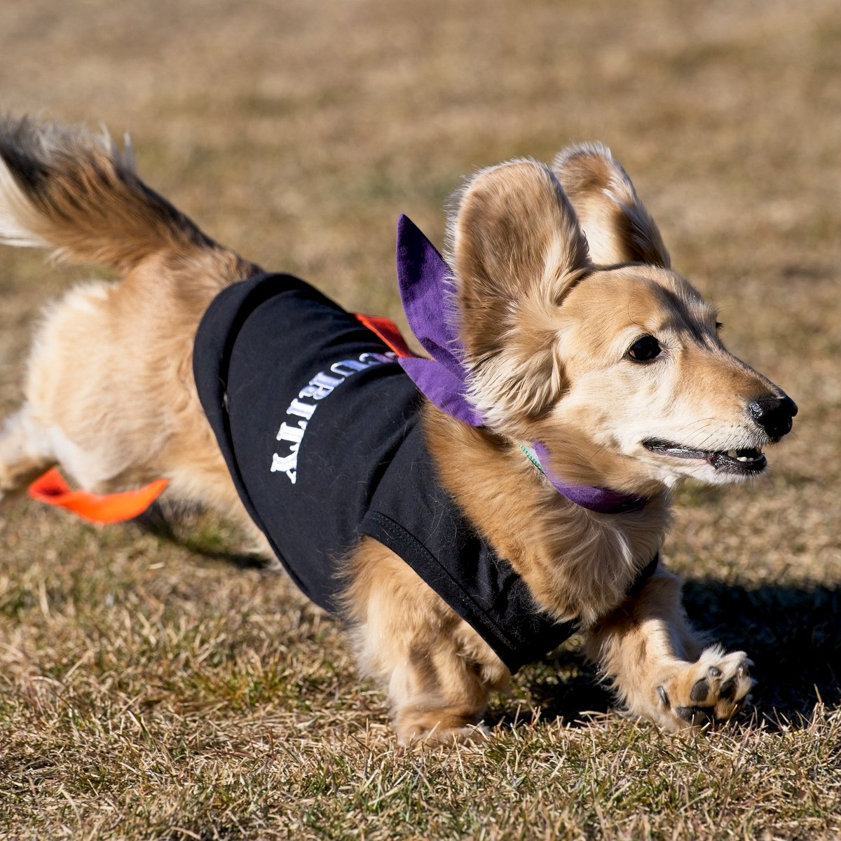 EdmontonHumane's tweet photo. On your mark, get set, RACE 🏁

Our Howl-O-Weenie Races, organized by @ABdachrescue, are back at our Howl-O-Ween event on Oct. 25 — &amp; registration is now open! 🎃  

Complete advanced registration before Oct. 22 or register in person day-of. 

Learn more: https://t.co/9zU3k1uzj9 https://t.co/EhINgkU1d1
