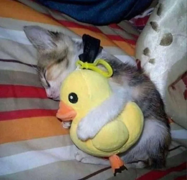 catsdotjpg's tweet photo. https://t.co/mk76SyXbUk