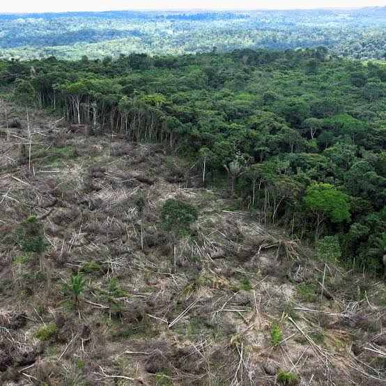 ECOWARRIORSS's tweet photo. Please vote for Lula if you are in  Brazil 
Destroy the Amazon and you destroy the world https://t.co/h49hG0si1s