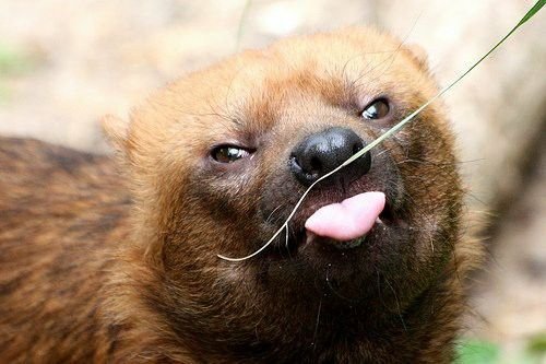 SeSe0925_'s tweet photo. Se eu fosse um cachorro eu seria esse aqui: https://t.co/0cxVYQFmfG