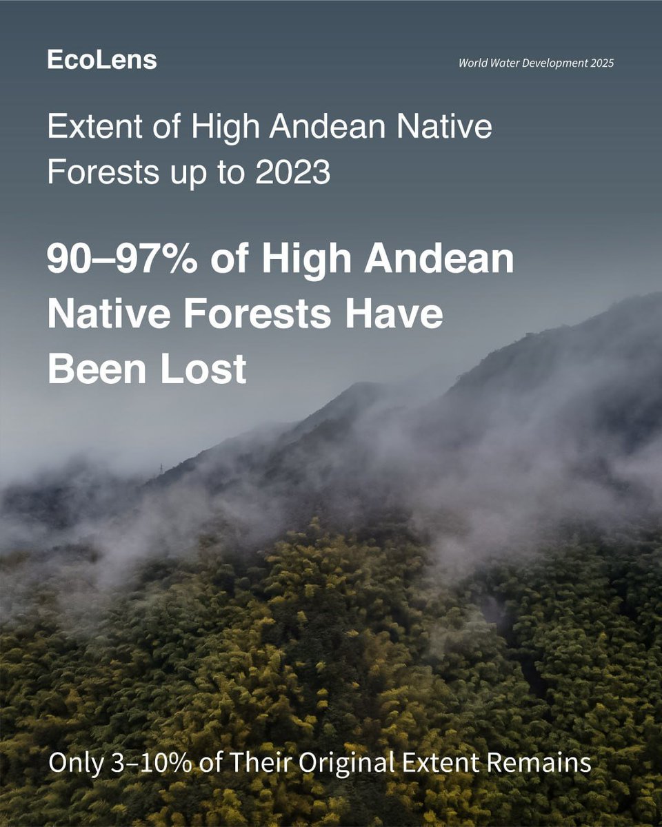 EcoLensProject's tweet photo. 🌿⛰️90–97% of the High Andean native forests have been lost. Only 3–10% of their original extent remains. It's putting unique ecosystems, biodiversity, and the people who depend on them at risk.🌎

#Deforestation
#Biodiversity
#WaterDevelopment https://t.co/MUZYusoOFN