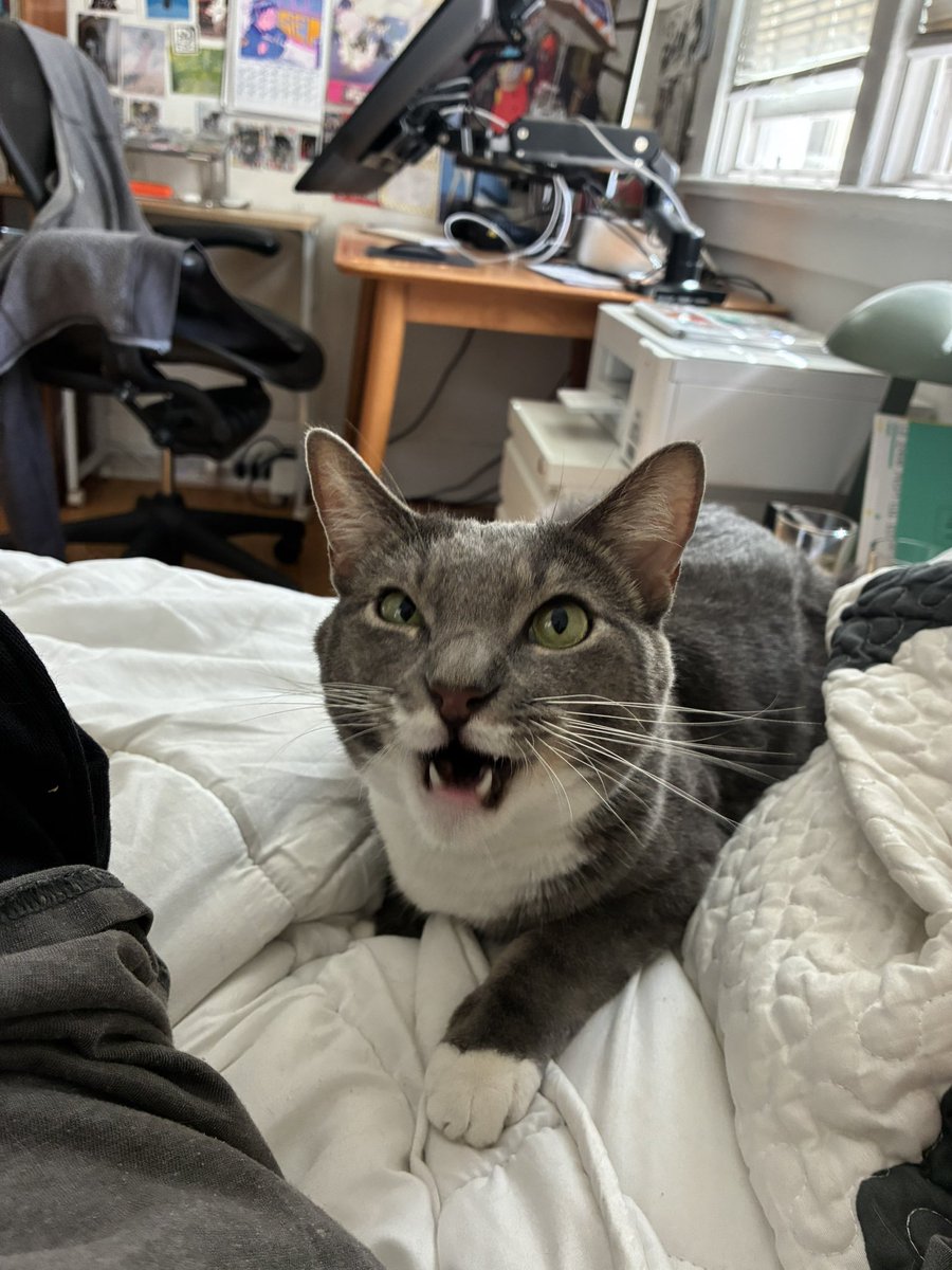oscarnutsaac's tweet photo. my cat… https://t.co/Eg8CWKkQrS