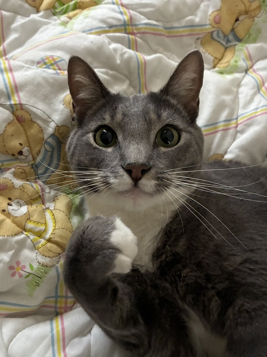 oscarnutsaac's tweet photo. my cat… https://t.co/Eg8CWKkQrS