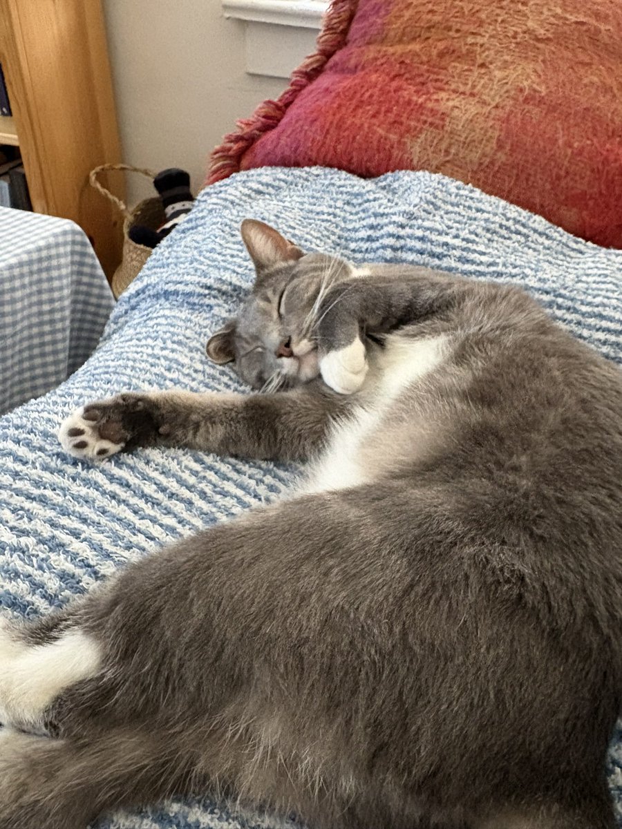 oscarnutsaac's tweet photo. my cat… https://t.co/Eg8CWKkQrS