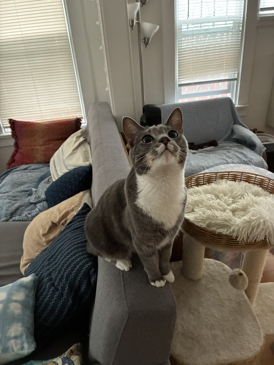 oscarnutsaac's tweet photo. my cat… https://t.co/Eg8CWKkQrS