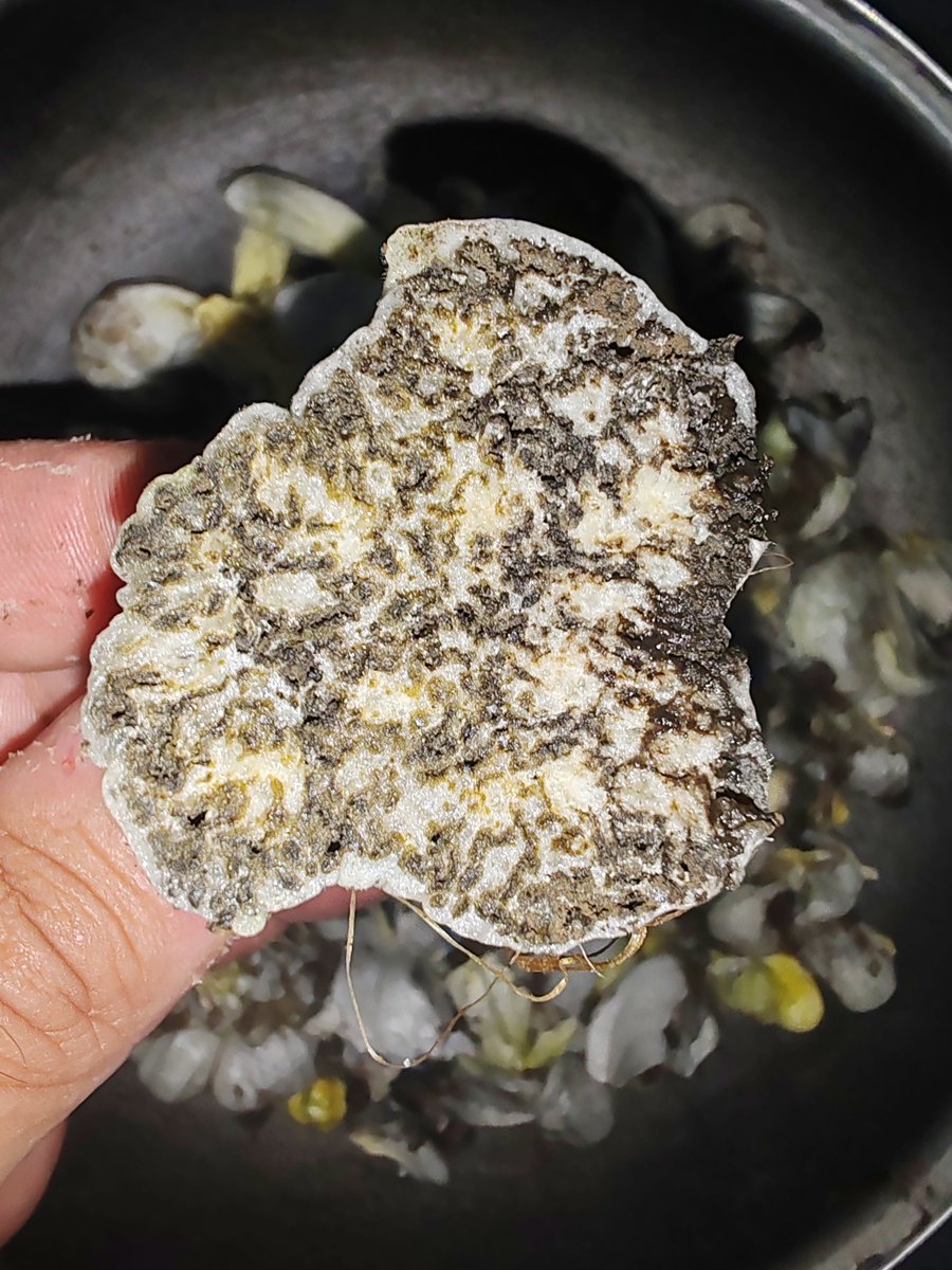 page_alexandre's tweet photo. Si vous aviez toujours rêvé de voir l'intérieur d'un huitlacoche, voilà. . Noter comment le champignon a déformé le grain de maïs (parties jaunes). En noir vous avez les spores en préparation. C'est tout à fait fascinant. Imaginez s'il existait un champignon parasite similaire pour l'humain ?