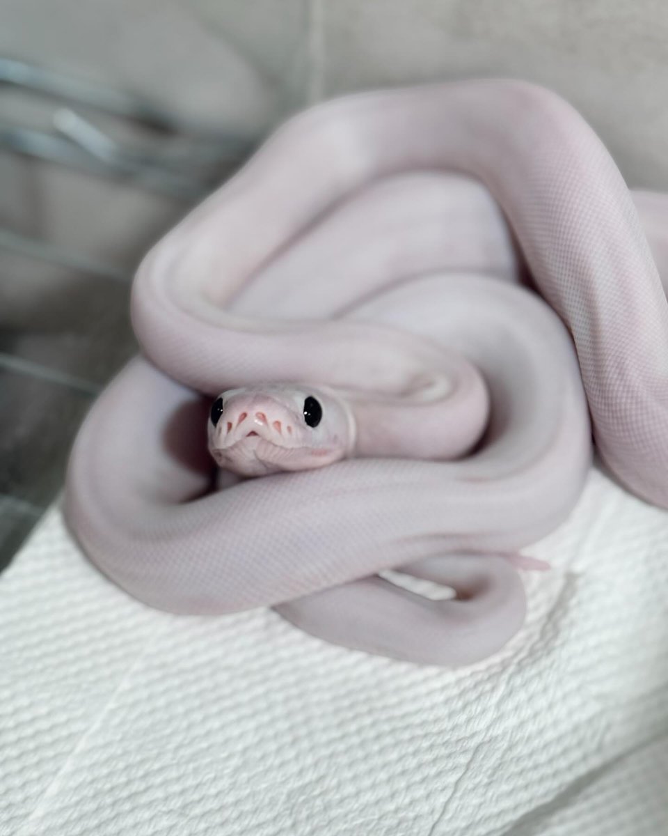 SimoneMinrkh's tweet photo. Snowstorm (Lucy) Reticulated Python

A quick record, plus a few rambling thoughts
Born in June and has shed three times so far. It has eaten six meals and currently seems to be doing well. Hopefully it can continue this way. Lucy reticulated https://t.co/8UHYWA5nmh