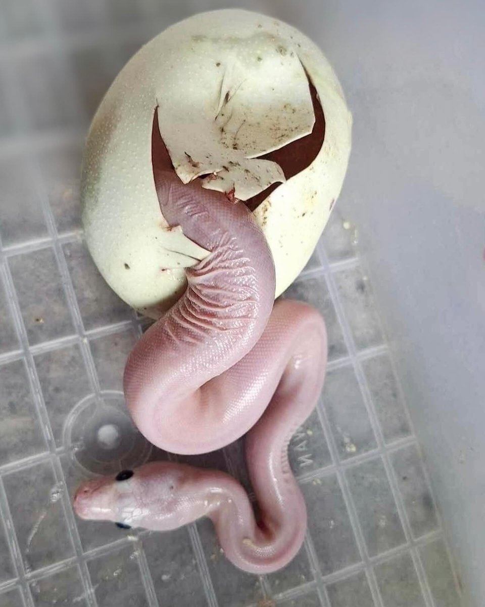 SimoneMinrkh's tweet photo. Snowstorm (Lucy) Reticulated Python

A quick record, plus a few rambling thoughts
Born in June and has shed three times so far. It has eaten six meals and currently seems to be doing well. Hopefully it can continue this way. Lucy reticulated https://t.co/8UHYWA5nmh
