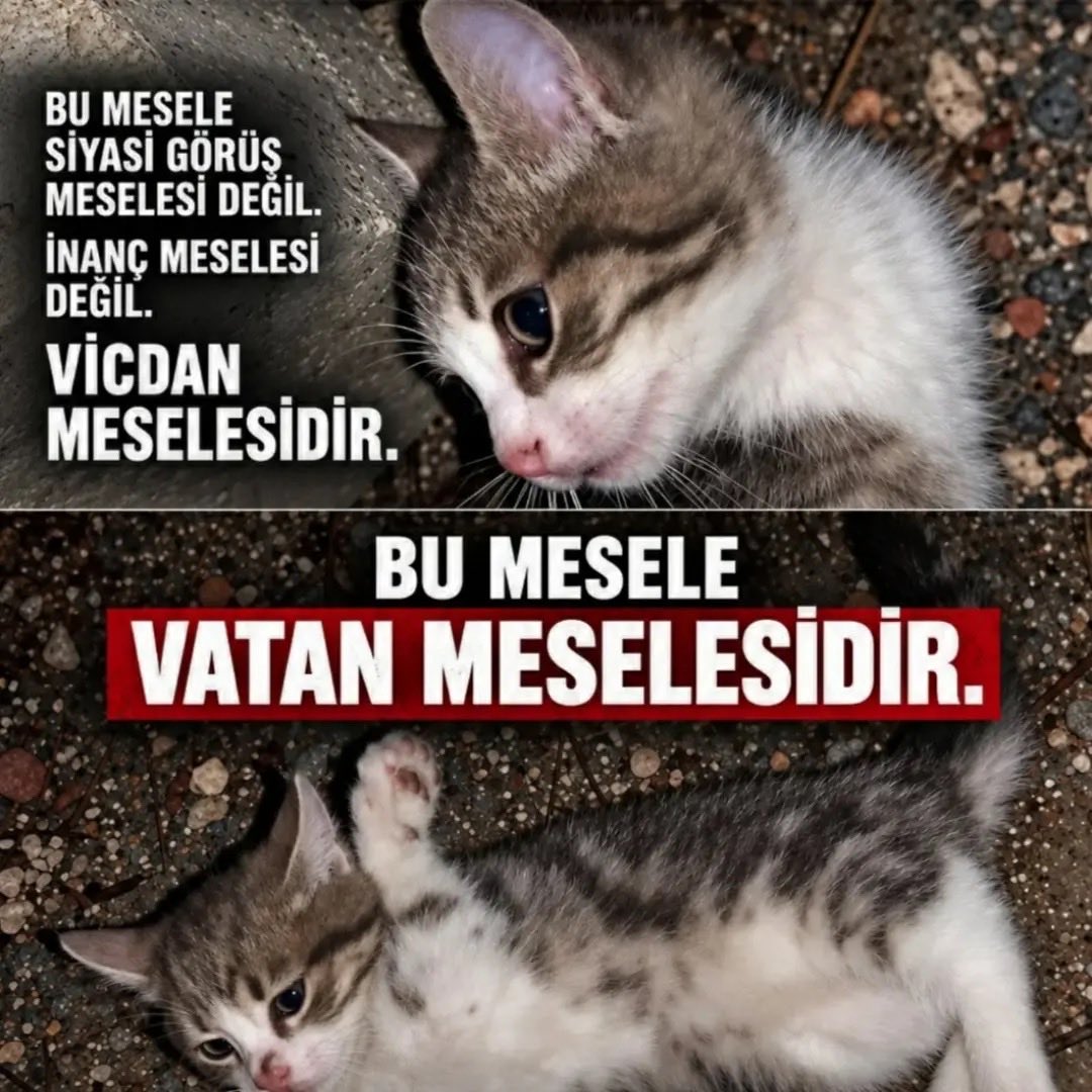 milalov31's tweet photo. Sessizlik değil, adalet istiyoruz

MİNİĞİ UNUTMA https://t.co/Ogi8sW8vrH