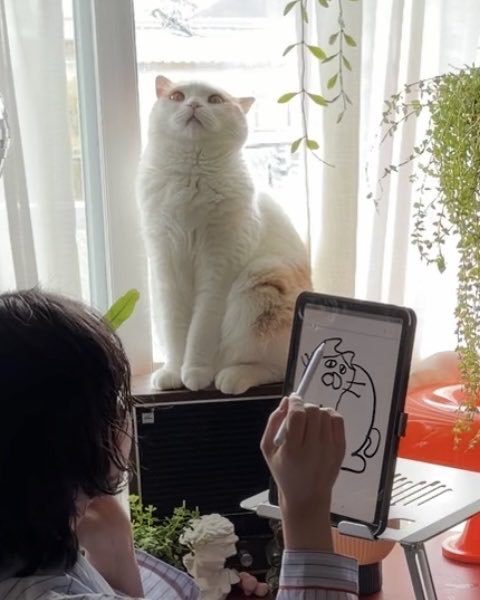 mmmmiammumemi's tweet photo. モデルになってね、と言うとおすましフェイスしてくれる猫 https://t.co/mdnJzQvJX9