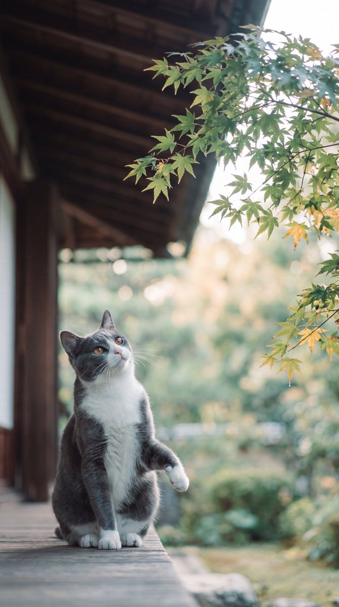 wa_cats's tweet photo. 色づくのが待��遠しいねぇ https://t.co/mkh94laRhw