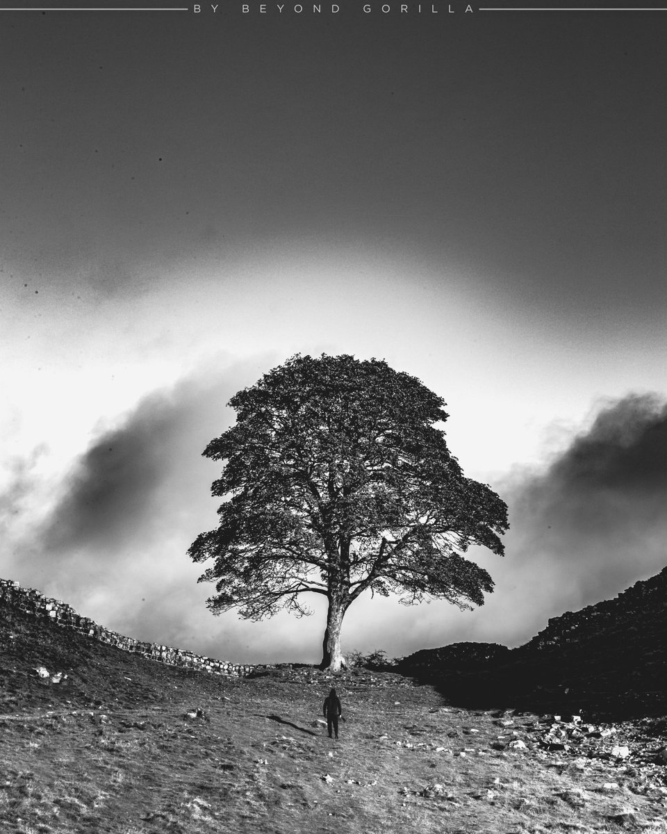 GibsonMarshall7's tweet photo. Just found out that today is the anniversary of when the Sycamore Gap tree was cut down.

This stunning shot by  @BeyondGorilla_ from a PAC vignette has stuck with me since it aired a few years ago.

A towering legendary landmark gazed upon by a legend with a towering presence. https://t.co/3Mkz42A4u4