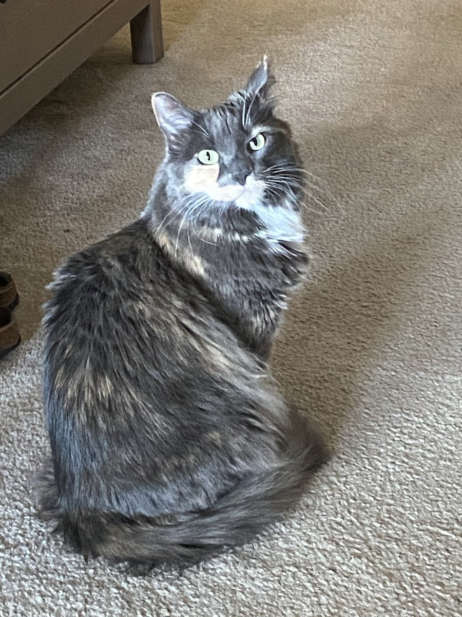 DianeK40697479's tweet photo. 😻💚Howdy Meowdy FurFriends!💜😁😸😽🌻 https://t.co/qZiAHnVbo7