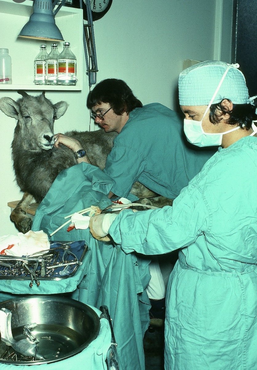 DrBrianDay's tweet photo. Almost 50 years ago I was contacted by UBC about a pregnant wild mountain sheep that had a severe fracture of a forelimb. UBC vets thought the sheep should be put down. I agreed to fix the break in the lab at VGH. The fracture healed and the sheep became the first to have a lamb born in captivity. They successfully returned to the wild and the story was written up in a child’s magazine.