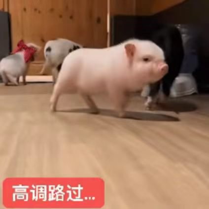 Kyra_xybb's tweet photo. 我只是一只小猪 被专业课拷打只会哼哼 https://t.co/JkDl0E2irU