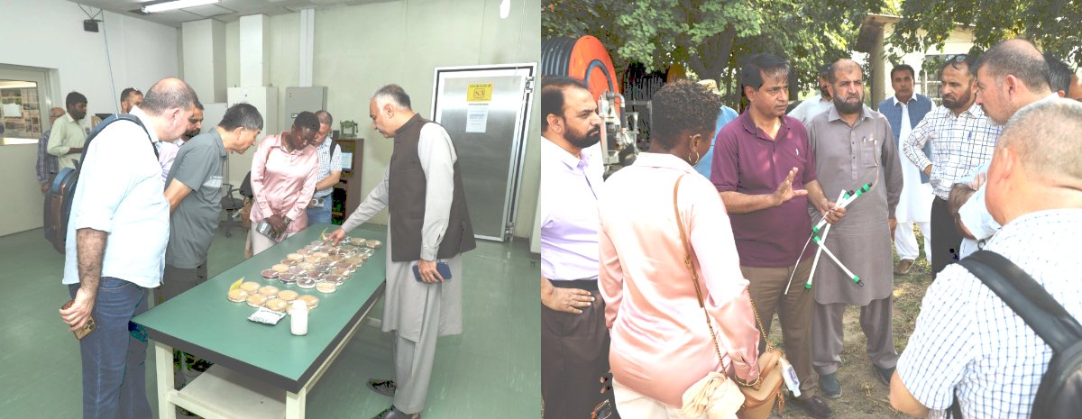 COMSATS_en's tweet photo. Foreign experts participating at the #ANSO–#COMSATS Conference undertook a series of technical visits to Pakistan's leading research facilities, including NARC, Quaid-i-Azam University, PCRWR Laboratories & Simly Dam Water Filtration Plant.
These visits provided insights into Pakistan's research infrastructure & ongoing work in water, agriculture & biotechnology, paving the way for future collaborations & technology transfer.
#AI #WaterGovernance #ResearchCollaboration #TechTransfer #ANSO #COMSATS