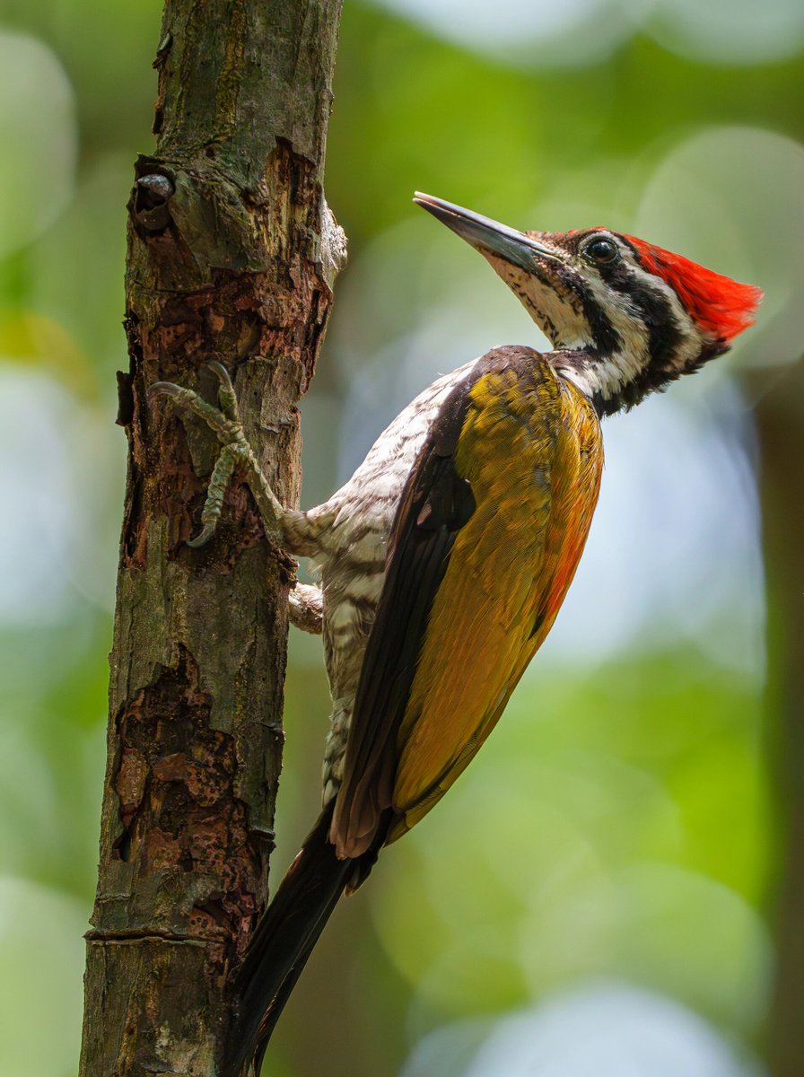 SeniorSolutio11's tweet photo. The woodpecker pecks, calls, and brings cheer as it ties its bright path, a lively sight! https://t.co/vqFAExmwfY