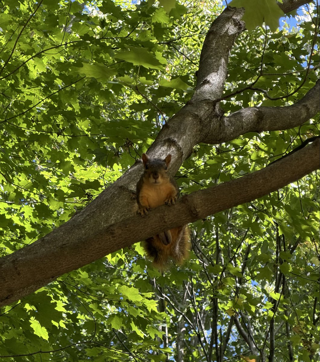 anisdelights's tweet photo. I was lying in the back yard shade and I heard a weird squeaky noise. I looked up and a squirrel was just staring at me and taunting me. It would not stop. I thought about @j_speaktruth getting bitten yesterday, and decided to retreat into the house 😆 https://t.co/3UJ7OxqrUJ