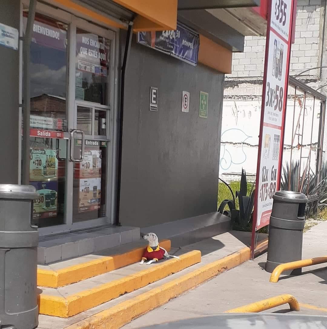MexicoMagico's tweet photo. 😍 Los queremos mucho, empleados del OXXO 👏🏻 que adoptaron un perrito para su tienda en Querétaro. https://t.co/76UF6IzHiz