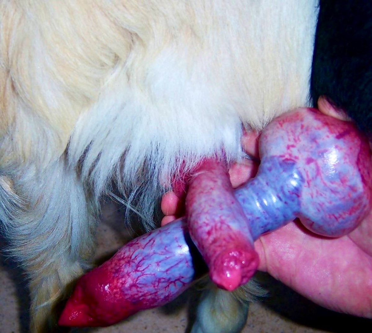 Lianaknotd6vr's tweet photo. https://t.co/4YqtLmnr09

https://t.co/4YqtLmnr09

#ZOOMGAYAMERICA
#zoophillia #dogknotting
#buyingcontent #zoofilia https://t.co/vKjUQeDPph