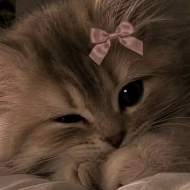 WrathFeed's tweet photo. cute 😺  kitty https://t.co/uQFwJbr3IP