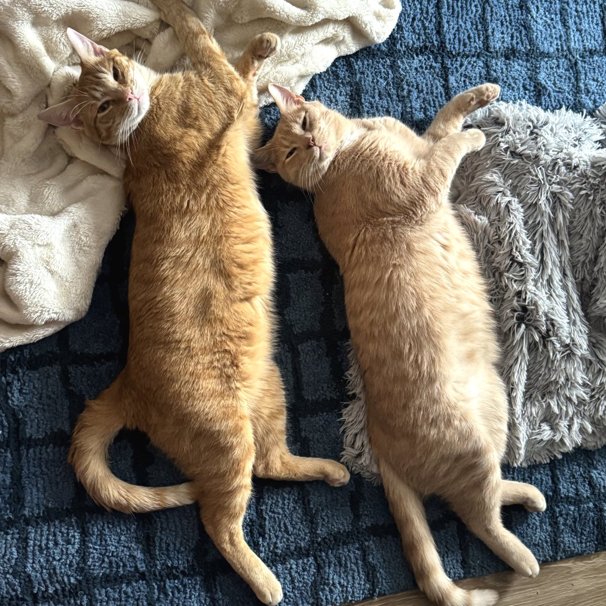 ModernCatMag's tweet photo. Happy #TummyTuesday from Maverick
&amp; Merle! 🐱✨

📸: Maverick &amp; Merle and their human, Lauren!⁠ https://t.co/Kg0SbiSgr3