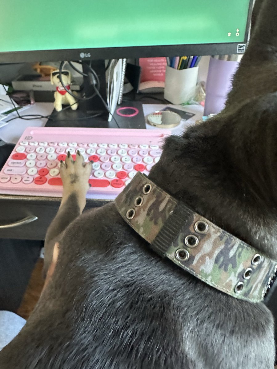 SparkofBlu2021's tweet photo. Somebody was mad I wouldn’t put him in my lap…proceeds to bite my chair 🙄. However this happens when he’s on my lap. How are you editing my work without even looking??
#DogsofX #FrenchBullDogs https://t.co/Q9th7HEHvO