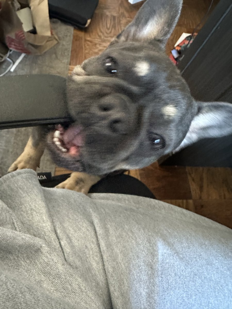 SparkofBlu2021's tweet photo. Somebody was mad I wouldn’t put him in my lap…proceeds to bite my chair 🙄. However this happens when he’s on my lap. How are you editing my work without even looking??
#DogsofX #FrenchBullDogs https://t.co/Q9th7HEHvO