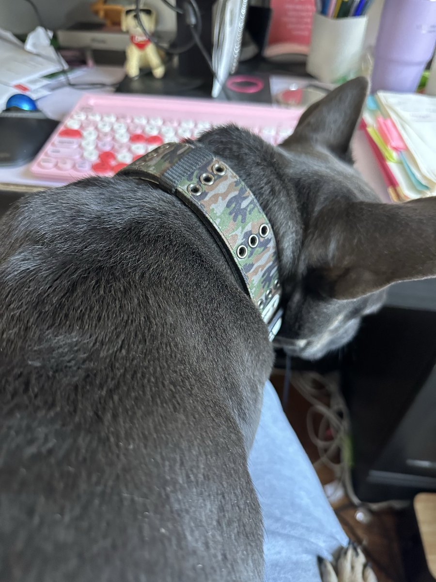 SparkofBlu2021's tweet photo. Somebody was mad I wouldn’t put him in my lap…proceeds to bite my chair 🙄. However this happens when he’s on my lap. How are you editing my work without even looking??
#DogsofX #FrenchBullDogs https://t.co/Q9th7HEHvO