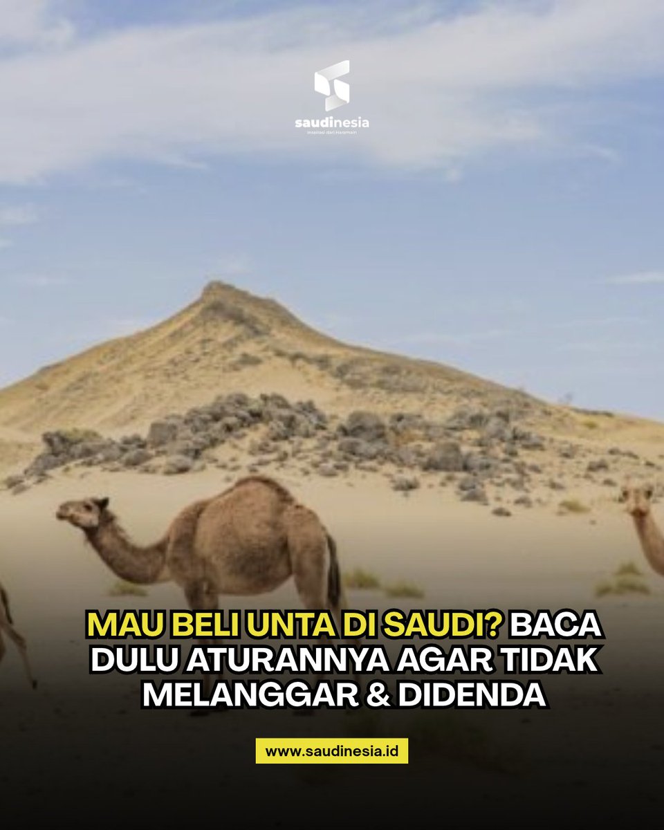 saudinesia's tweet photo. Arab Saudi kini mengatur perdagangan unta Arab Saudi melalui regulasi baru. Kementerian Lingkungan Hidup, Air, dan Pertanian menyetujui aturan tersebut pada 28 September 2026
Baca selengkapnya di sini: https://t.co/zuTcQNvZbY
#Unta #JualBeli #PasarUnta #ArabSaudi #Saudinesia https://t.co/KBJAvYBn05