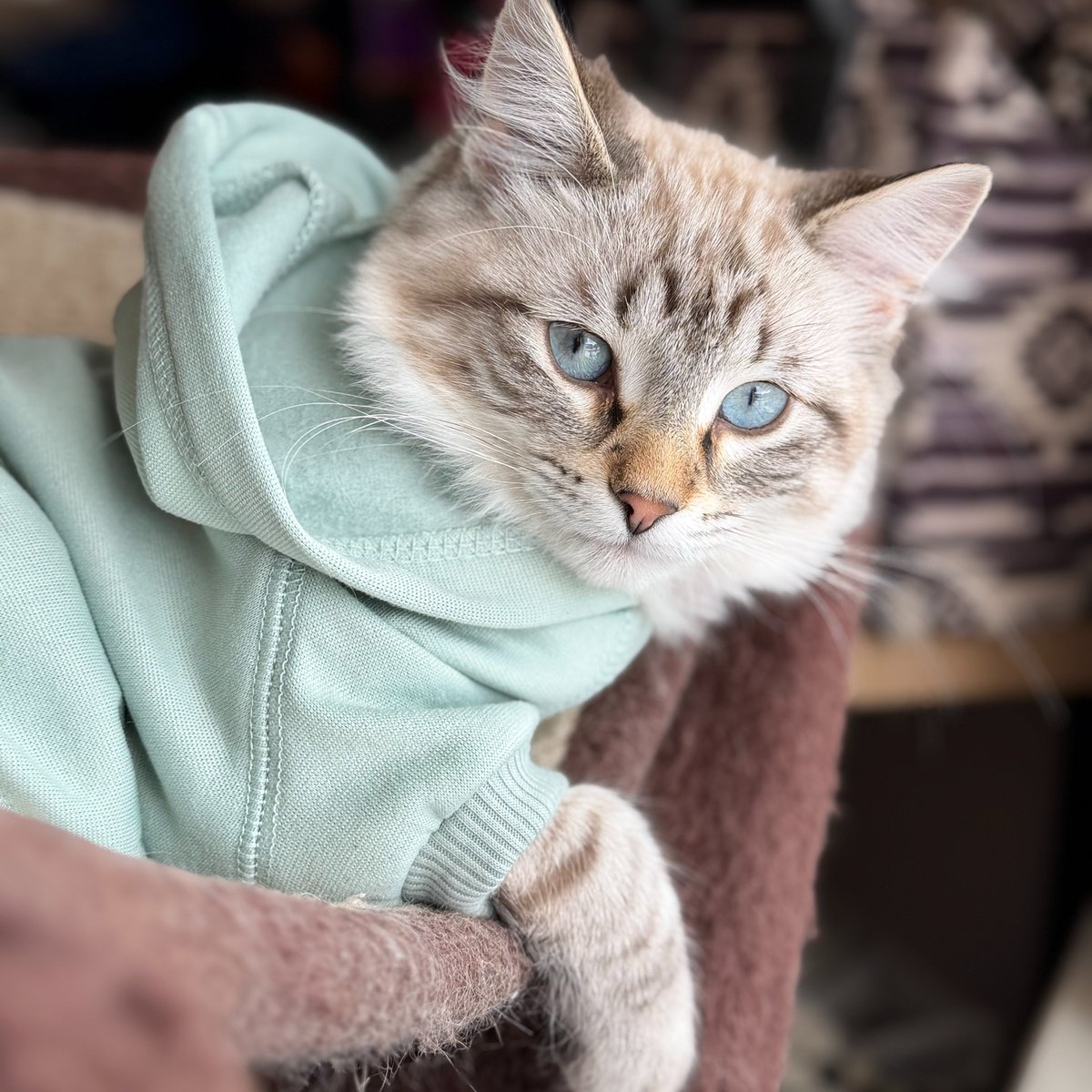 ModernCatMag's tweet photo. Bringing cozy sweater energy into
October. 🍂🧶🐾

📸: Snowball and his human, Megan!⁠ https://t.co/l6lDWtqQlJ