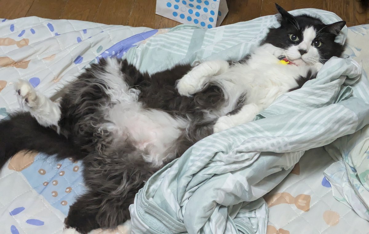 wakkey18's tweet photo. ヘソ天ちゃん🐈‍⬛ https://t.co/hfHR5Dw5V2