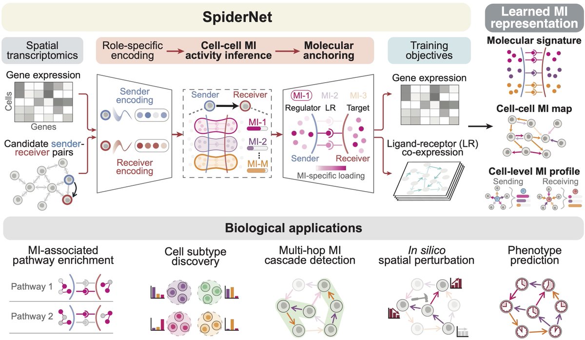 jmuiuc's tweet photo. We asked a basic unanswered question in tissue biology: Can the many molecular exchanges between neighboring cells be organized into reusable communication programs - much like genes into pathways?

We introduce SpiderNet, which learns cell-cell meta-interactions (MIs): directed sender->receiver programs linking sender regulators, ligand-receptor bridges, and receiver responses, while mapping where each program is active in tissue. Across diverse contexts, MIs recur, form multicellular relays, predict neighboring-cell responses to perturbation, and connect local signaling to tissue states and phenotypes.

We hope MIs provide an intermediate language for spatial omics, moving from catalogs of local contacts toward interpretable, comparable, and eventually perturbable programs of multicellular regulation.

📚 Preprint: https://t.co/kYYKZgtKoR
🚀 Led by the amazing Junjie Tang @JJTang_1995 in the lab.