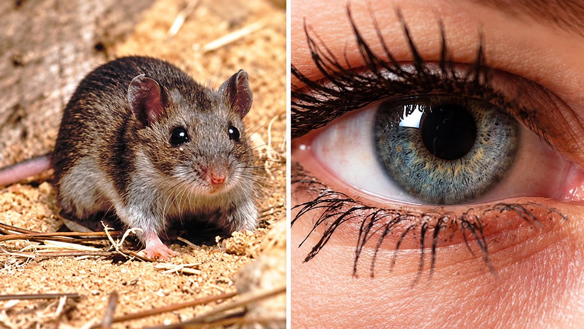 helpmehopeHQ's tweet photo. An experimental MS drug reversed paralysis and blindness in mice after the damage had already happened. If this can be repeated in people, it could open a completely different future for MS and, potentially, other diseases involving permanent nerve damage. https://t.co/0BmleeOjfD https://t.co/tYsSFtwYcv