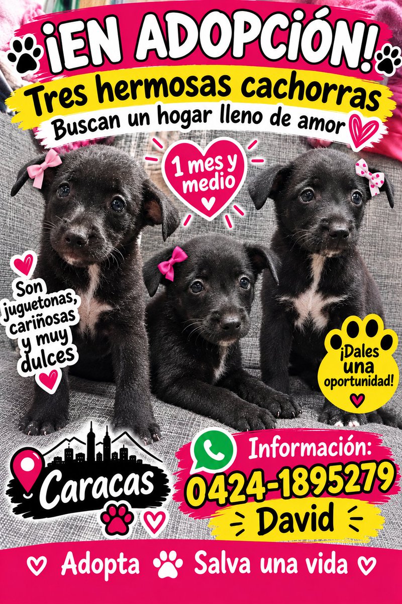 InterViut79965's tweet photo. En adopción 3 cachorritas ayuden a que les busquen familia que sean gente responsable y no las abandonen @PerroUsuario https://t.co/RMuZKwNtZy