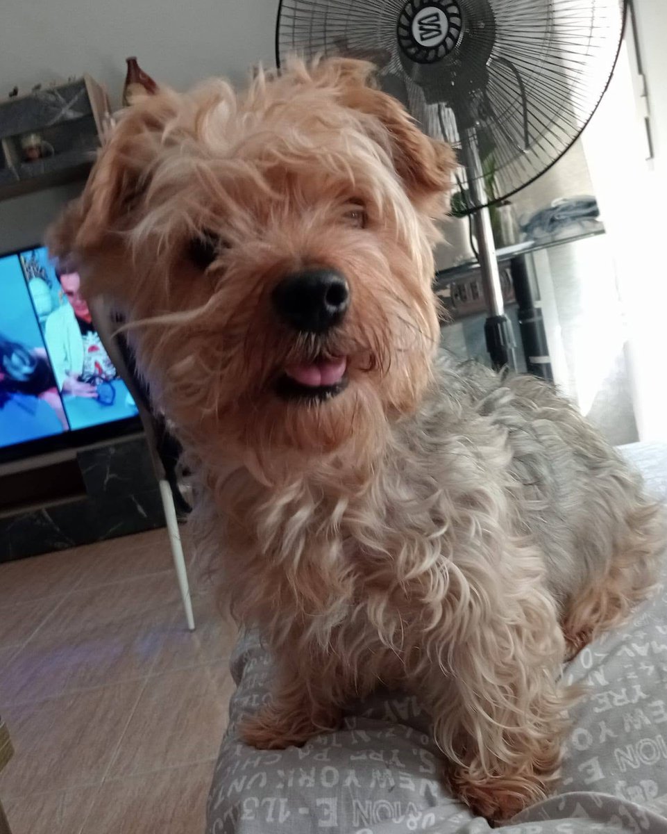 SosAbuelos1's tweet photo. #CÓRDOBA
Piden ayuda para este pequeño de 8 años cuyo humano está enfermo y no puede seguir haciéndose cargo de él...

Vamos a echarle una patita.

Contacto: 697 72 15 04 https://t.co/w0w2hve9xQ
