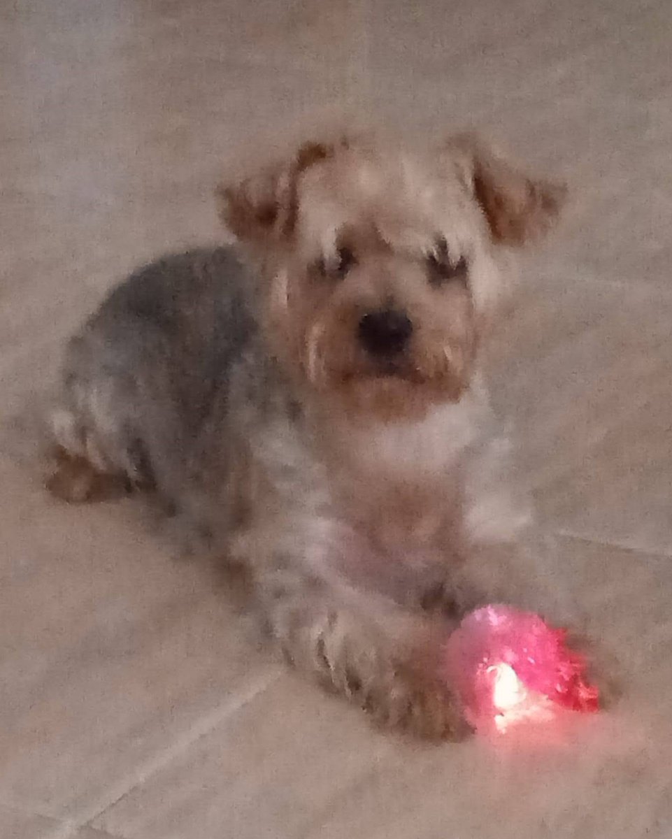 SosAbuelos1's tweet photo. #CÓRDOBA
Piden ayuda para este pequeño de 8 años cuyo humano está enfermo y no puede seguir haciéndose cargo de él...

Vamos a echarle una patita.

Contacto: 697 72 15 04 https://t.co/w0w2hve9xQ