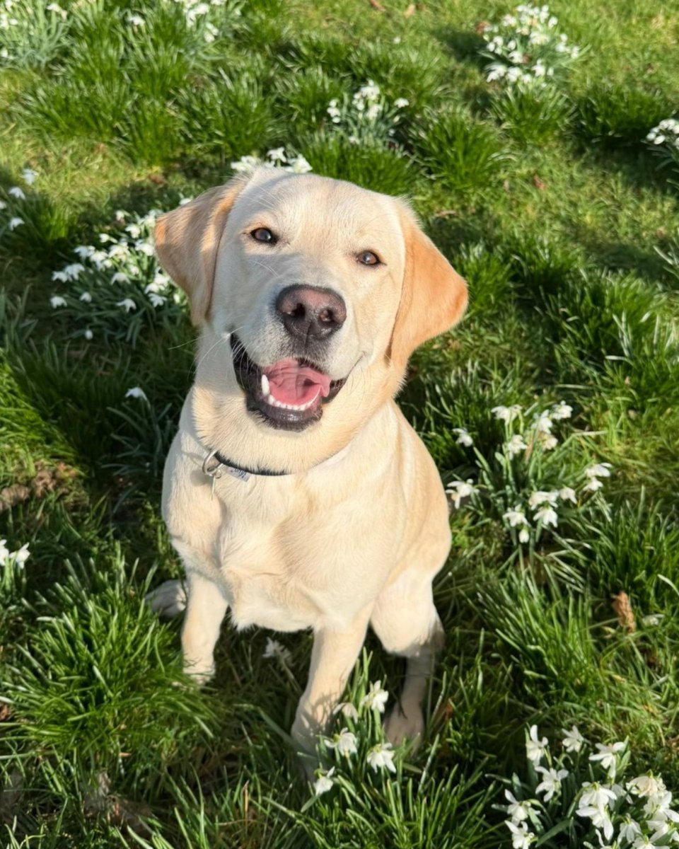 HearingDogs's tweet photo. Joyous news for Jinx.

Jinx has just completed the third stage of his training - the Puppy 3 Star! ⭐

He's been gaining experience going on public transport and into shops. Now, Jinx is learning how to alert to the different sounds in and out the home. 

Well done Team Jinx 🐾 https://t.co/iaHBT5zg0v