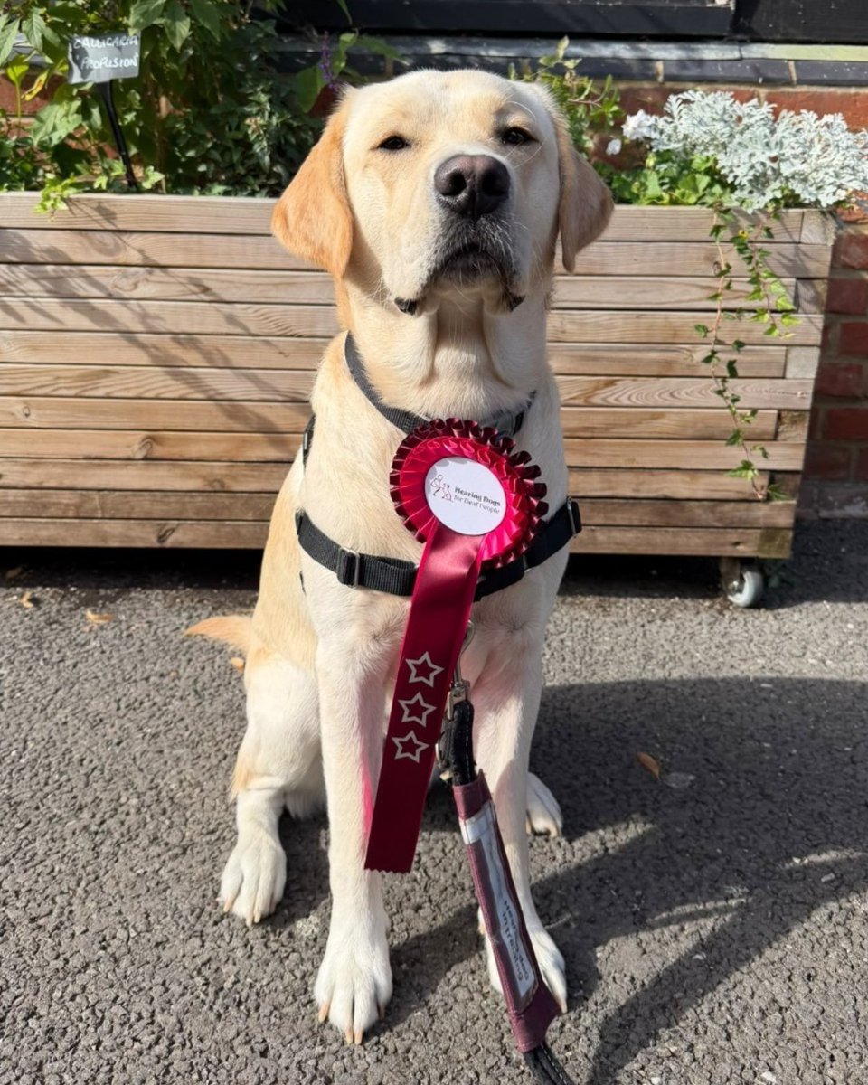 HearingDogs's tweet photo. Joyous news for Jinx.

Jinx has just completed the third stage of his training - the Puppy 3 Star! ⭐

He's been gaining experience going on public transport and into shops. Now, Jinx is learning how to alert to the different sounds in and out the home. 

Well done Team Jinx 🐾 https://t.co/iaHBT5zg0v