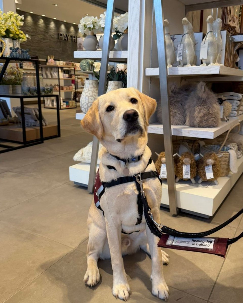 HearingDogs's tweet photo. Joyous news for Jinx.

Jinx has just completed the third stage of his training - the Puppy 3 Star! ⭐

He's been gaining experience going on public transport and into shops. Now, Jinx is learning how to alert to the different sounds in and out the home. 

Well done Team Jinx 🐾 https://t.co/iaHBT5zg0v