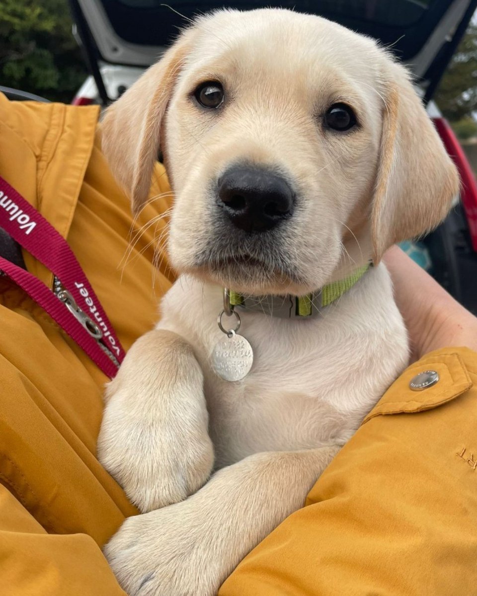 HearingDogs's tweet photo. Joyous news for Jinx.

Jinx has just completed the third stage of his training - the Puppy 3 Star! ⭐

He's been gaining experience going on public transport and into shops. Now, Jinx is learning how to alert to the different sounds in and out the home. 

Well done Team Jinx 🐾 https://t.co/iaHBT5zg0v