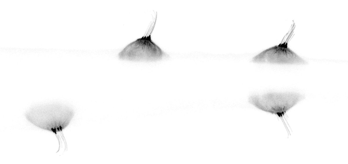 ScienceStowers's tweet photo. This week's #MicroscopyMonday is a side view of #zebrafish sensory organs, called neuromasts. These organs detect water flow based on the deflection of the protruding hair bundles (stereocilia). @daniomuench (@LabPiotrowski) https://t.co/o1AY4NtnO4