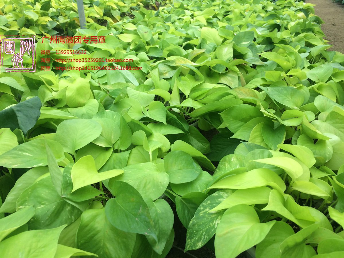 LouellaKernodle's tweet photo. Your pothos hates overwatering! Let its top 2 inches of soil dry out first before watering again – it’ll grow lush and full in no time. #PlantCareTips， https://t.co/LLmA0czGsj