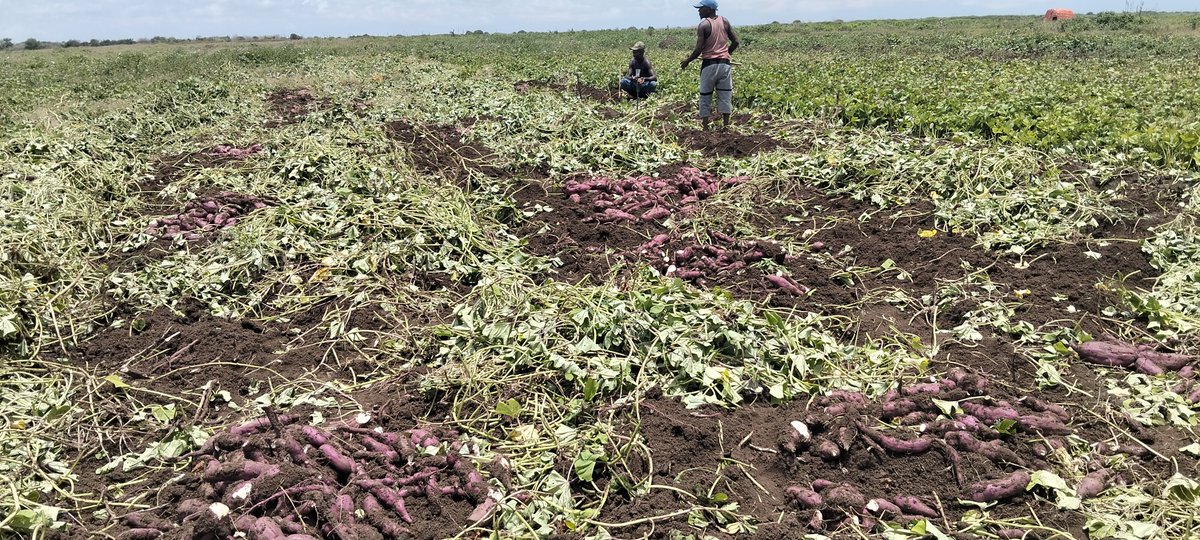 ahmedaliom's tweet photo. Awdheegle, Lower Shabelle, Somalia
Awdheegle Harvest
​Sweet potato harvest (planted May 28, 2026; harvested late Sept) is underway in Lower Shabelle. It provides vital jobs in digging and sorting for local youth and families. 🇸🇴 https://t.co/a6UvfoAtNf