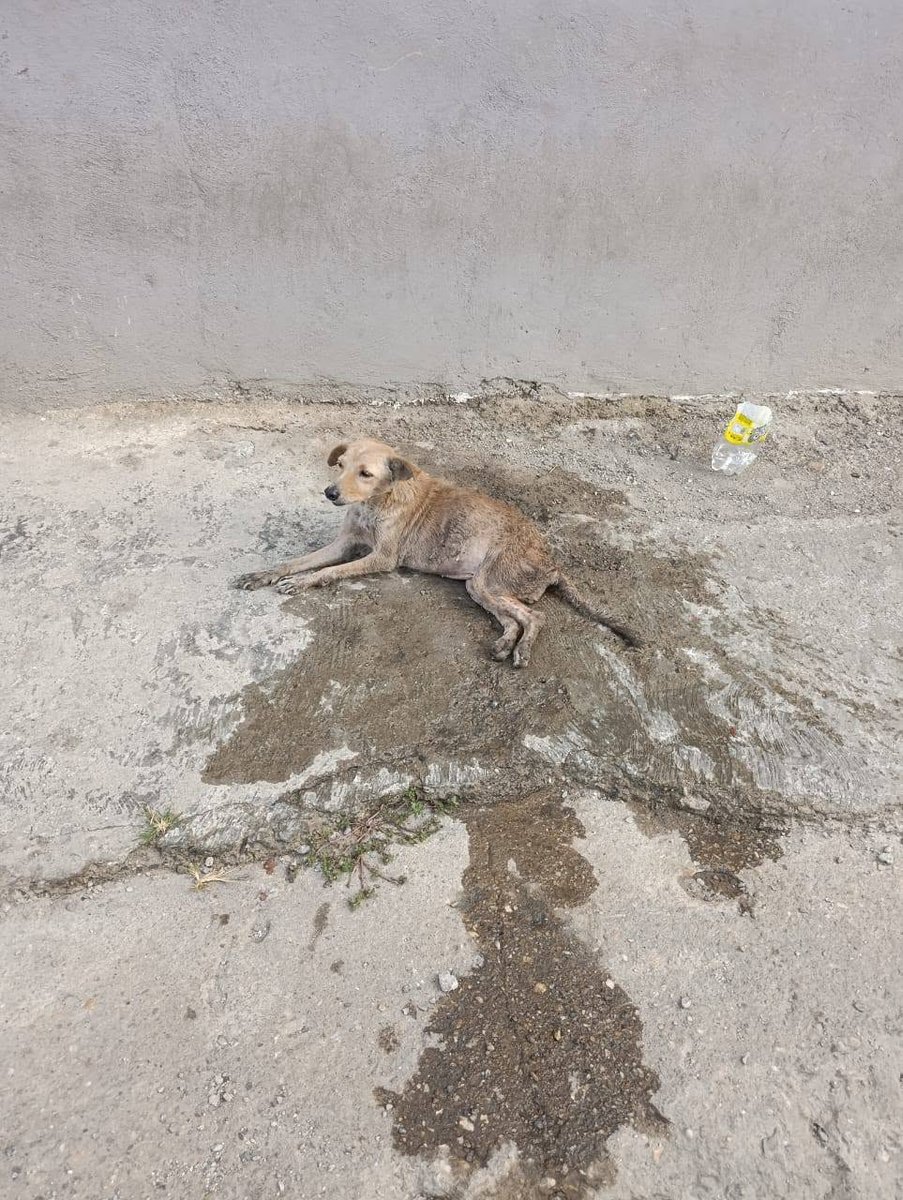 A64029345's tweet photo. Parece estar muy enfermo, está temblando. No sé si fue atropellado o que le pudo haber pasado, pero se ve muy malito.

 este perro se encuentra en la Yaguara, por la subida principal hacía el Junquito, un poco mas abajo de la Empire. https://t.co/UNkwcB84Nj