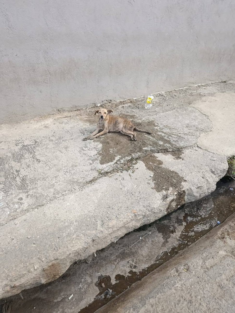 A64029345's tweet photo. Parece estar muy enfermo, está temblando. No sé si fue atropellado o que le pudo haber pasado, pero se ve muy malito.

 este perro se encuentra en la Yaguara, por la subida principal hacía el Junquito, un poco mas abajo de la Empire. https://t.co/UNkwcB84Nj